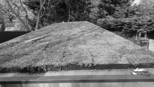 garden office with green roof