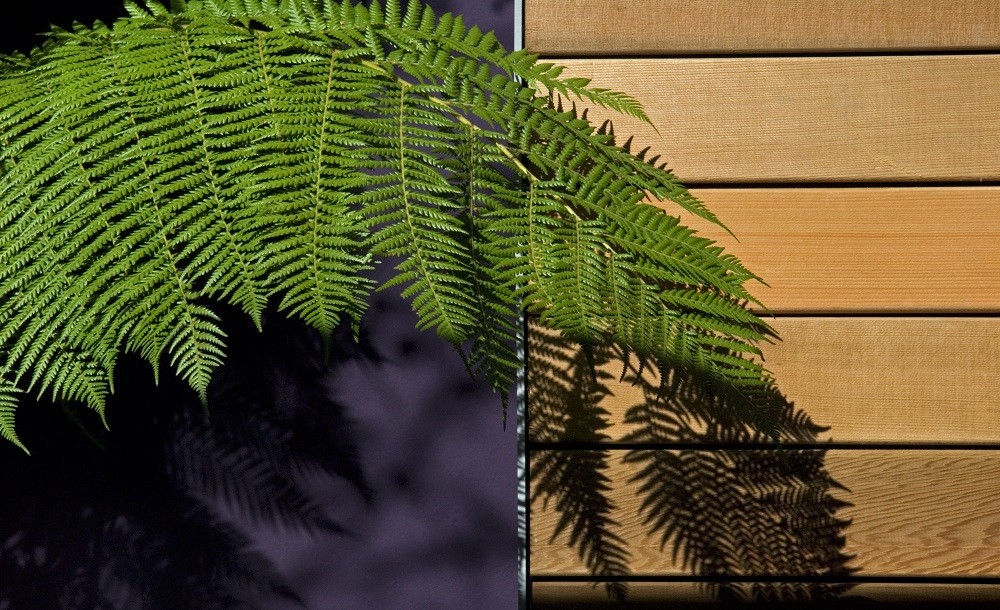 Western red cedar cladding for garden rooms