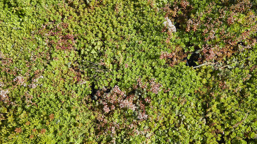 Garden office sedum roof