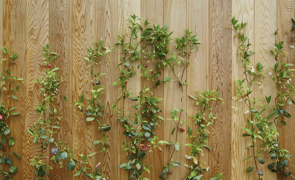 Garden room cedar cladding and jasmine